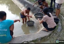 kolam ikan Nila
