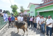 sapi kurban yos lede