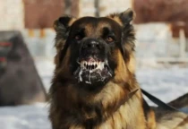 anjing rabies