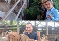 aris lambe kambing