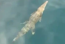 buaya di komodo