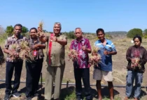panen bawang sabu