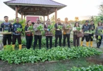 panen sayur