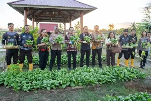 panen sayur