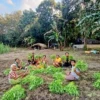panen sayur maumolo