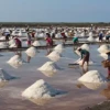 tambak garam