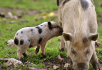 babi
