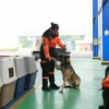 anjing polisi