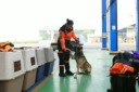 anjing polisi