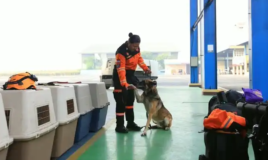 anjing polisi