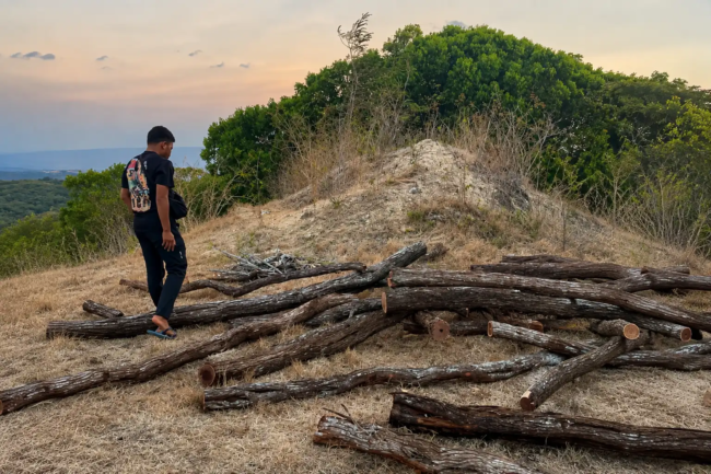 tebang hutan