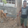sapi rote