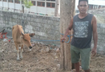 sapi rote